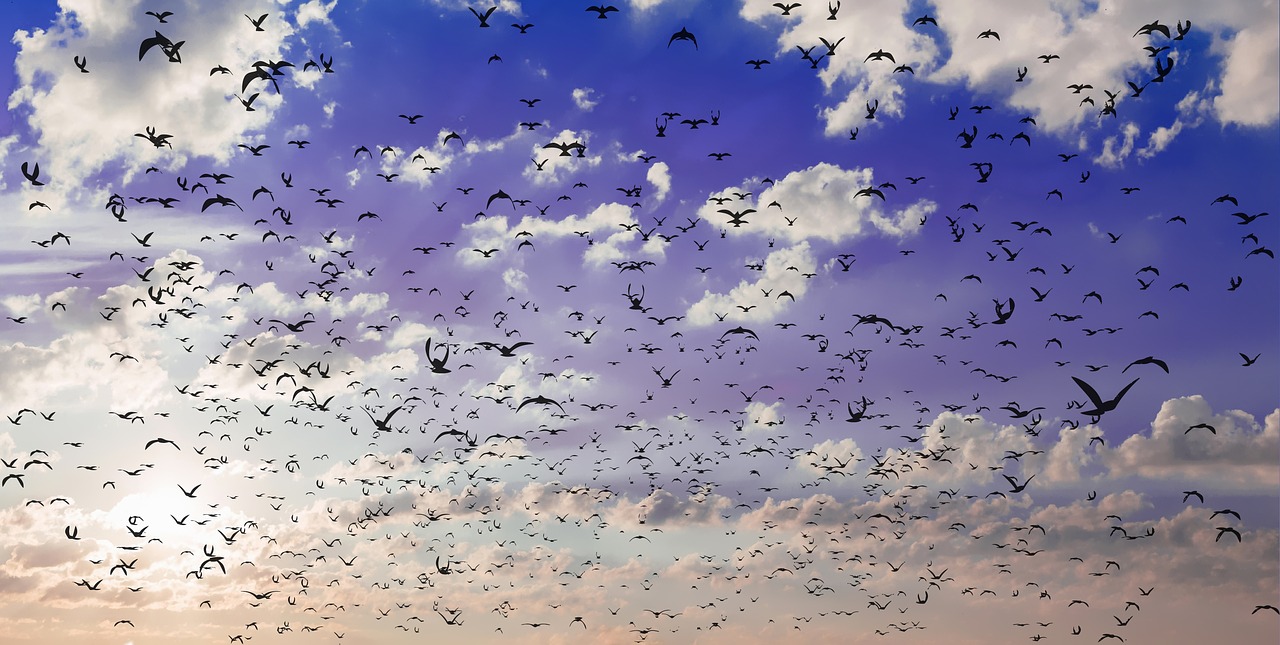 birds  sky  flying free photo