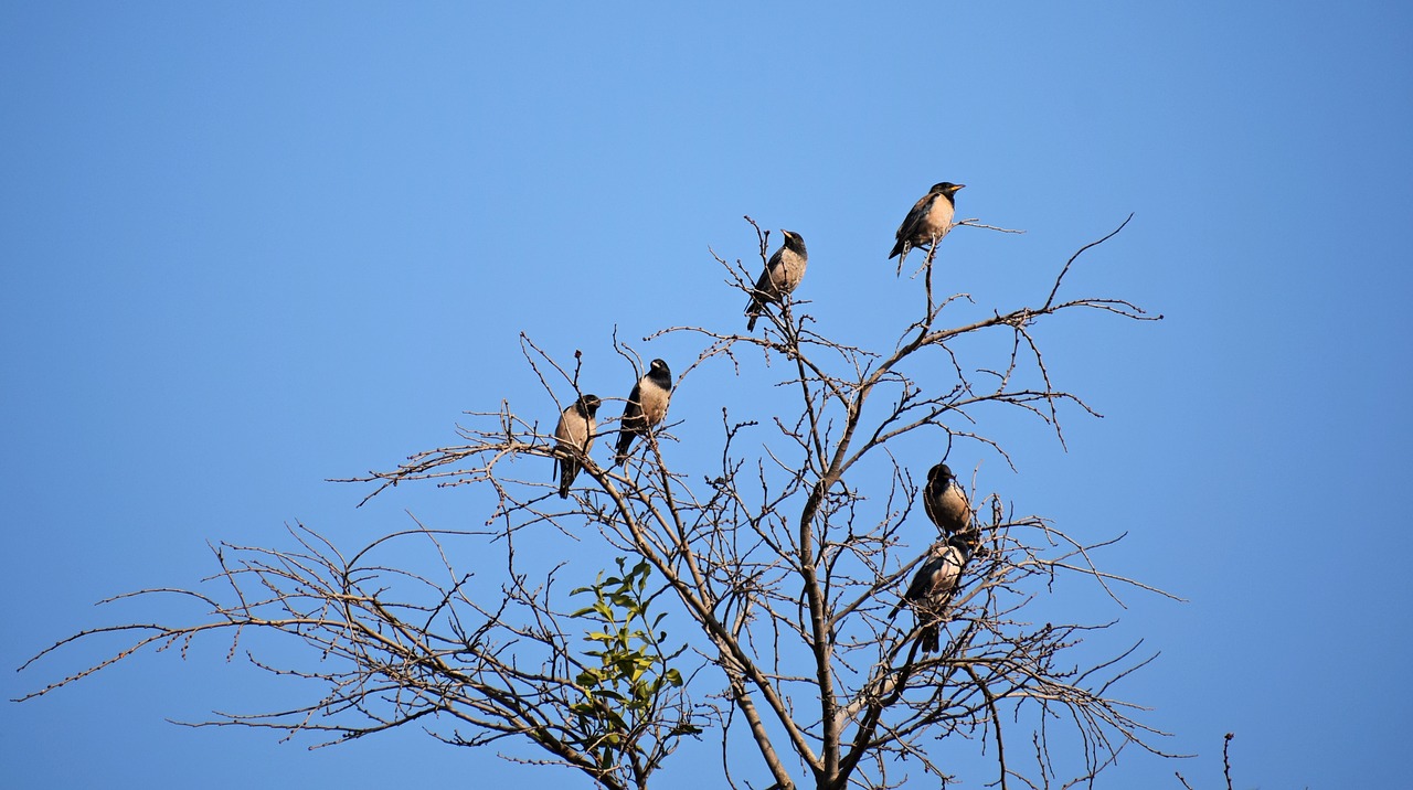 birds  sitting  branch free photo