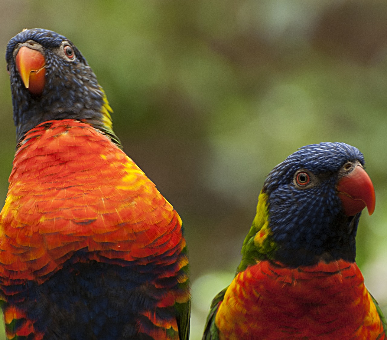 birds  colorful  parrot free photo