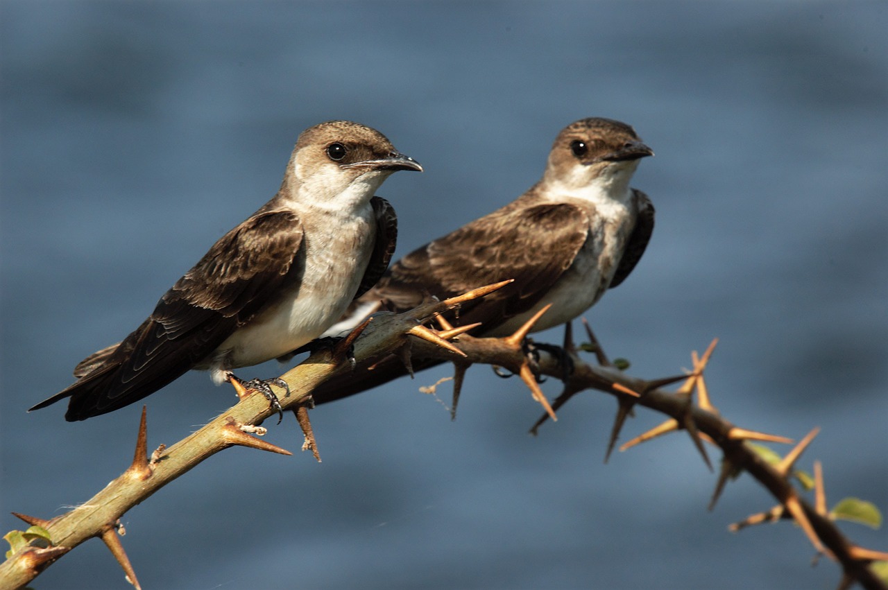 birds  baby  nature free photo