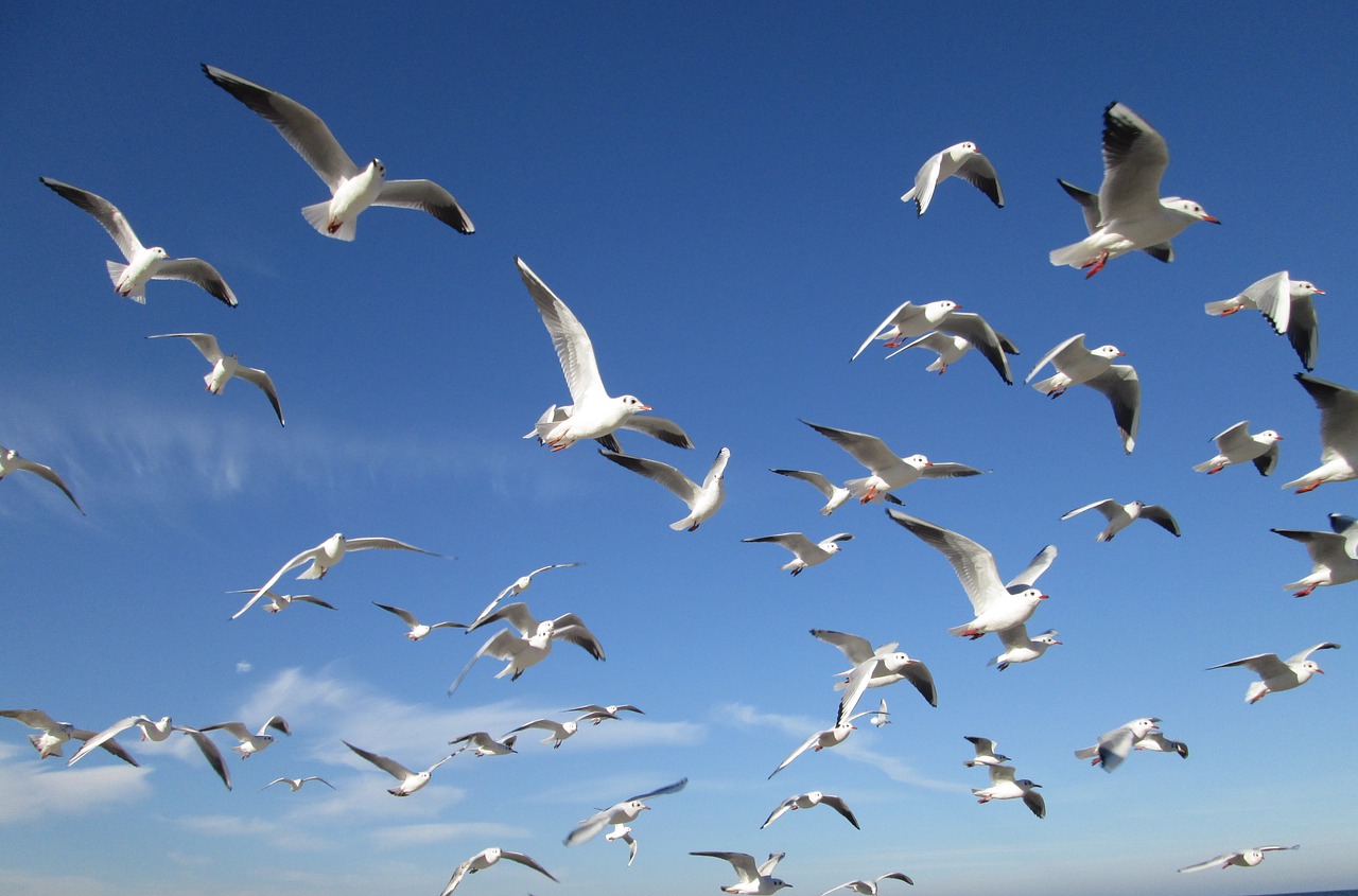 birds  sky  gulls free photo