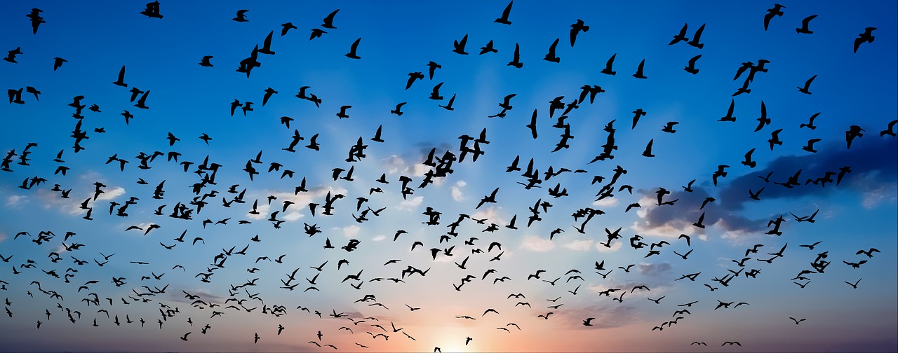 birds  sunset  sky free photo