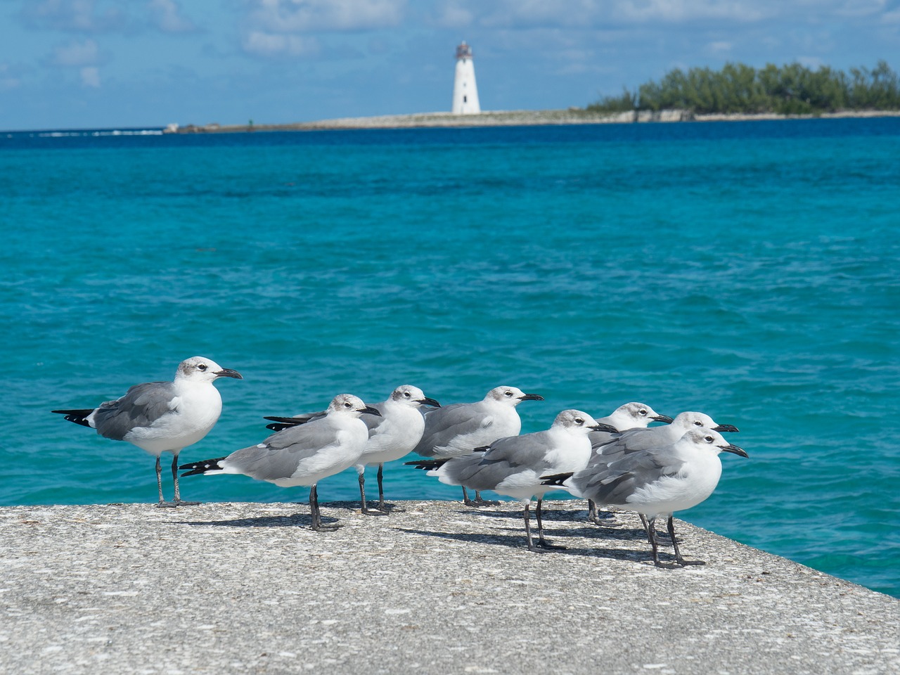 birds  seagulls  lighthouse free photo