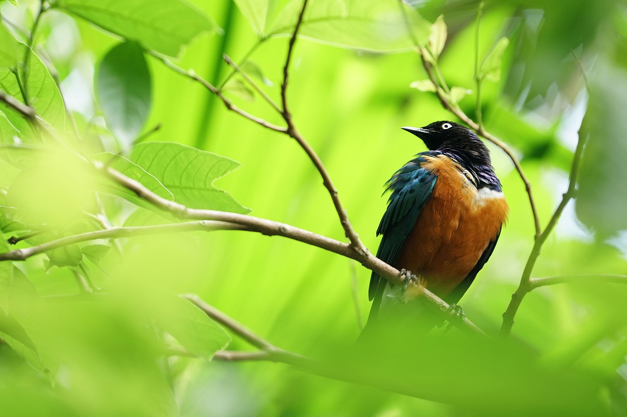 birds  asia  beak free photo