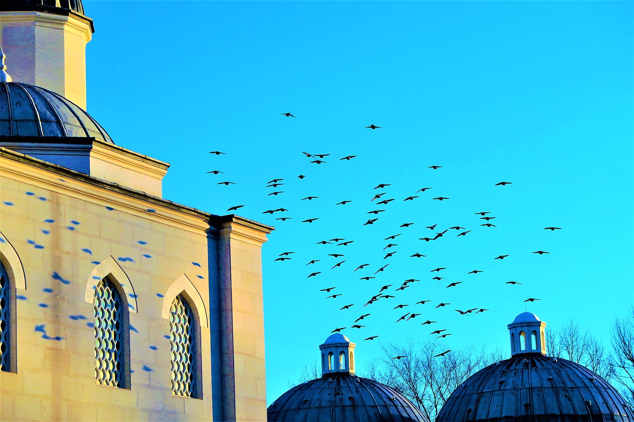 birds  nature  cami free photo