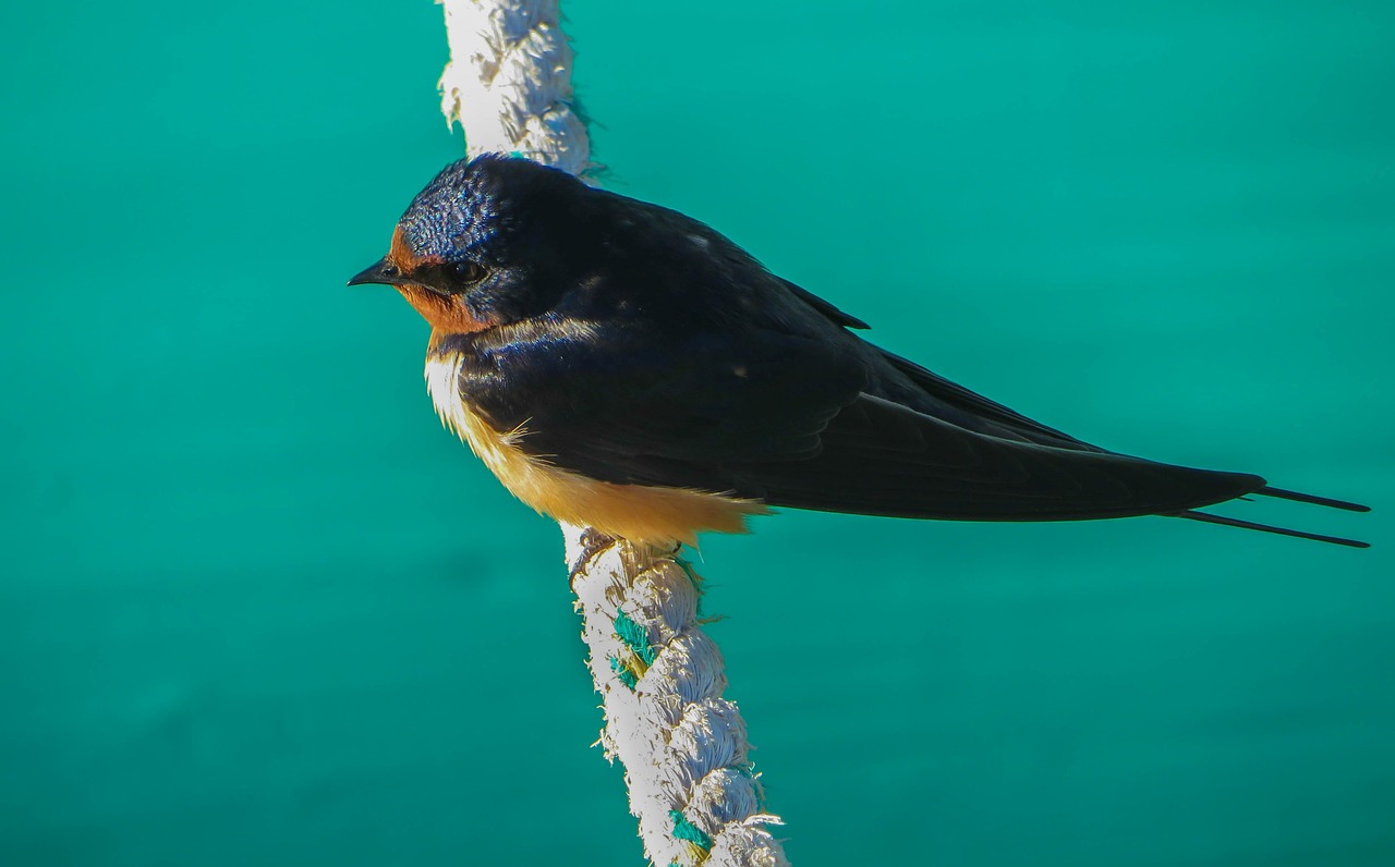 birds  feather  plumage free photo