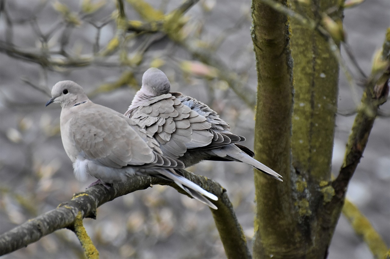 birds  dove  nature free photo