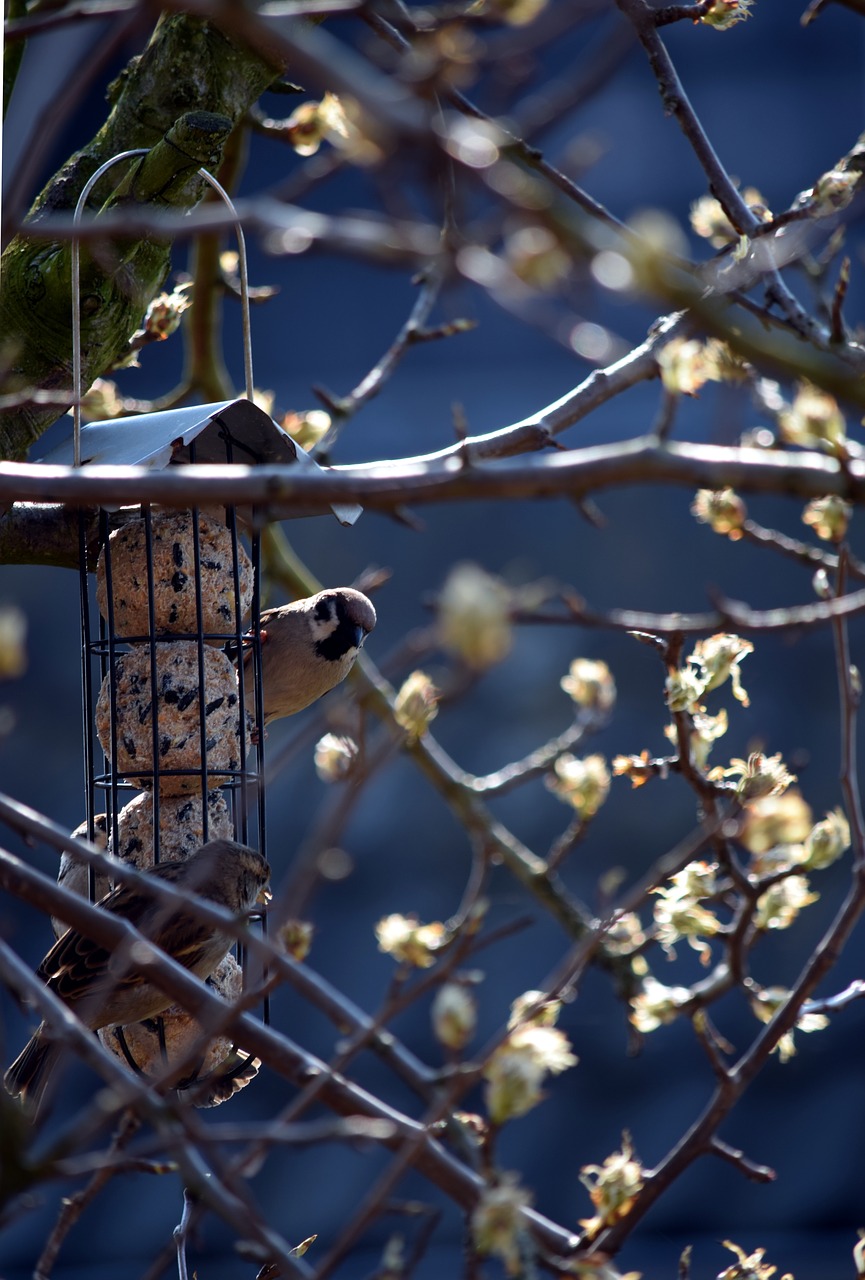 birds  sparrows  feeding free photo