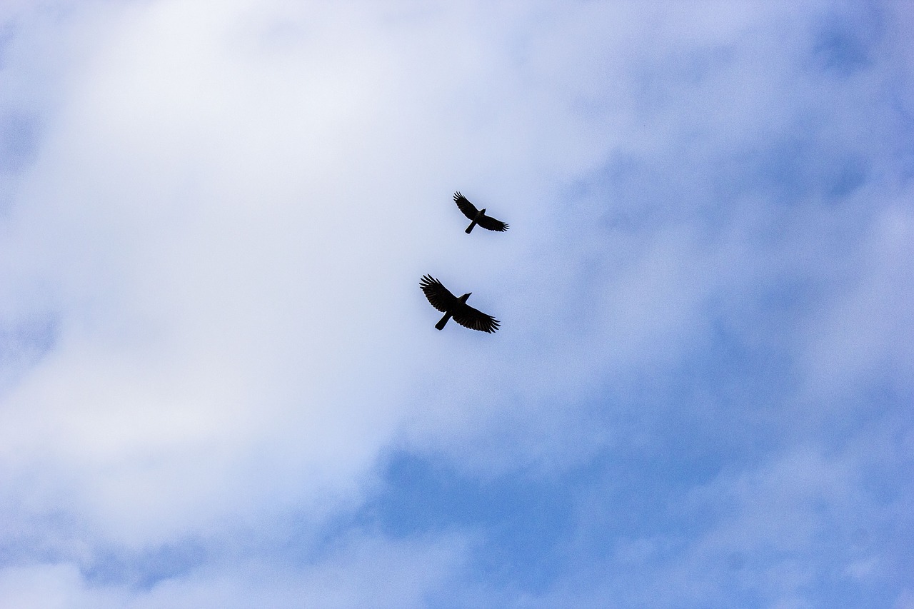 birds  sky  crow free photo