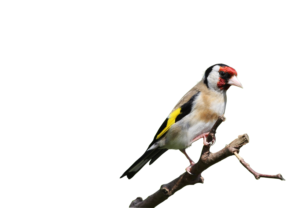 birds  goldfinch  nature free photo