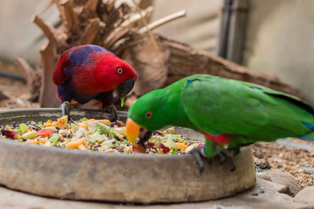 birds  eating  eat free photo