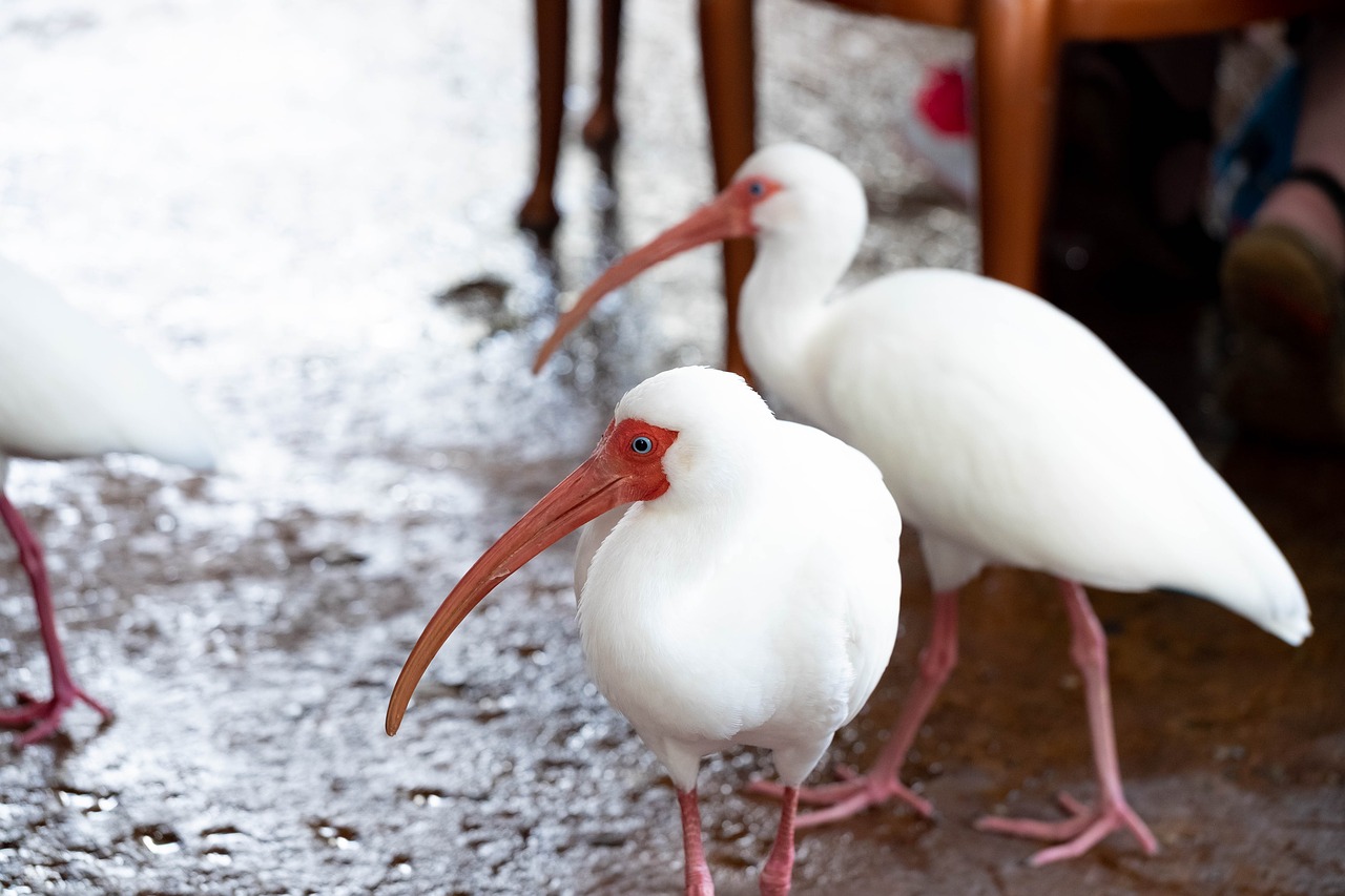 birds  white  ibis free photo
