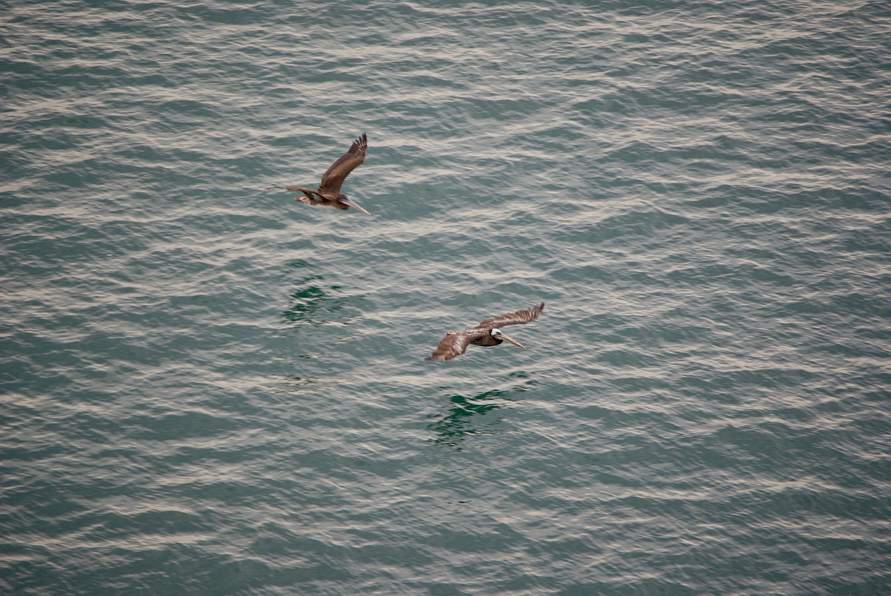 birds  sea  ocean free photo