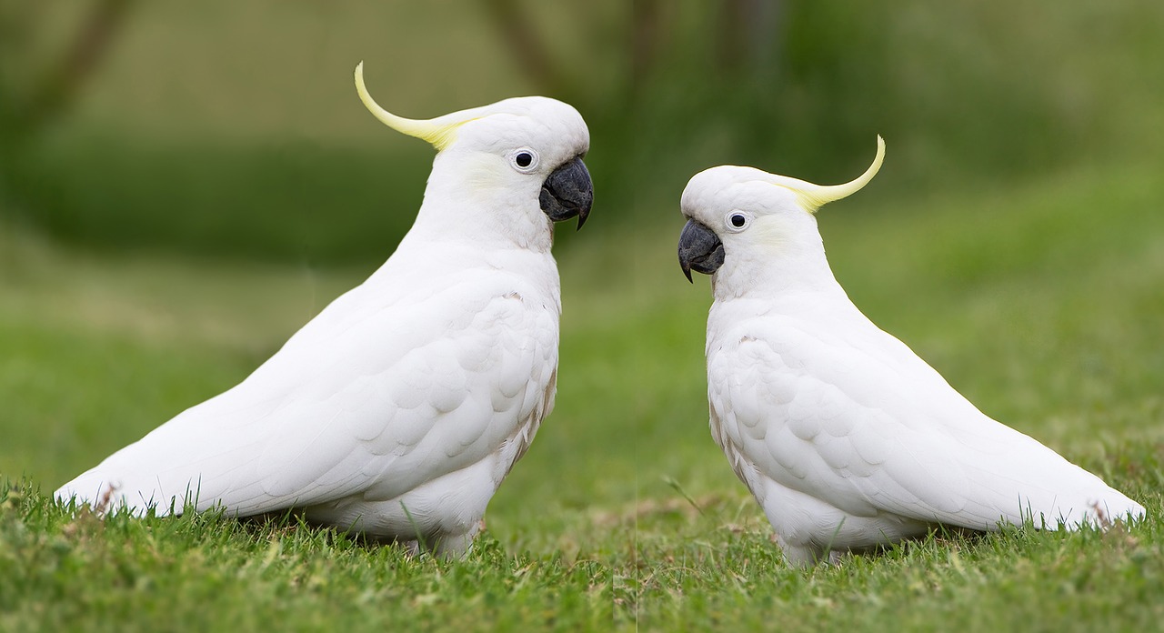 birds  cockatoos  australian free photo