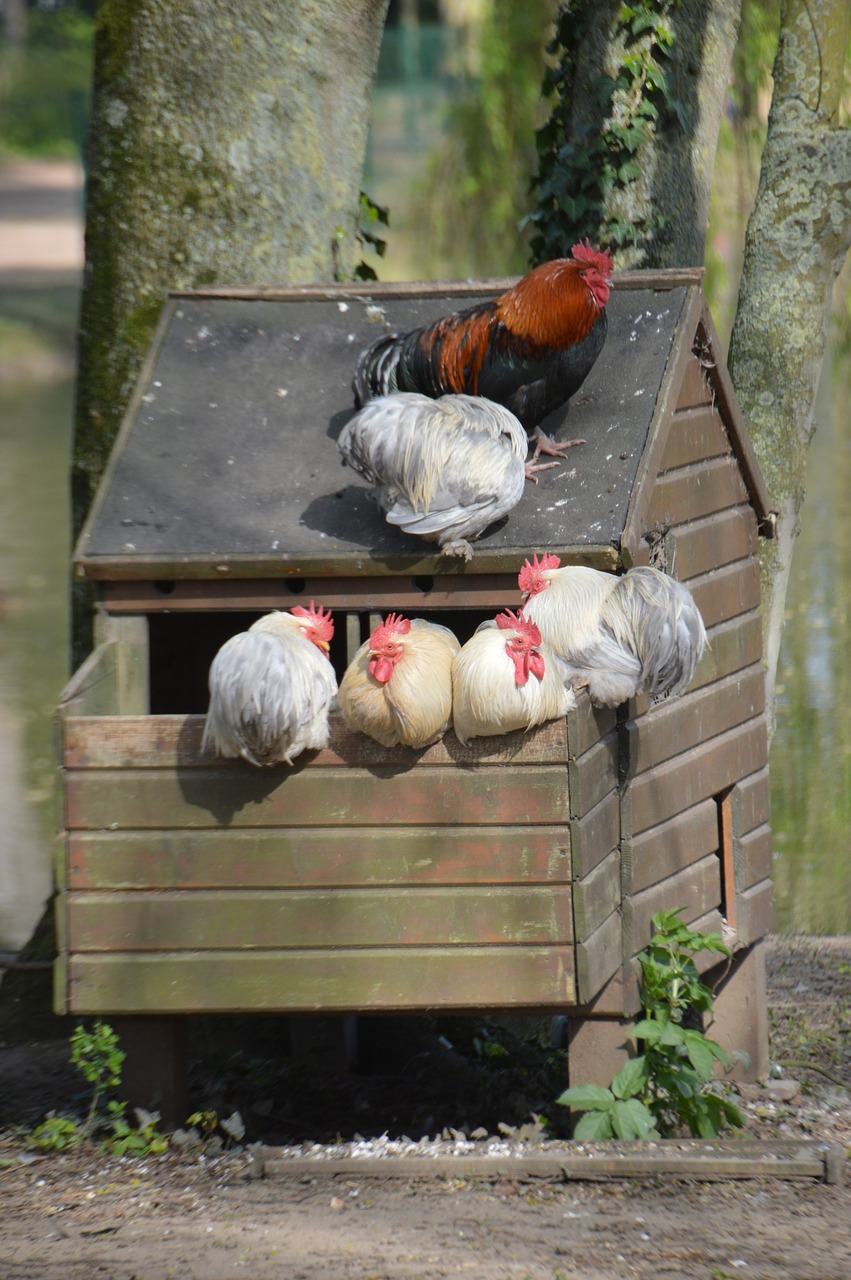 birds  cock  hen free photo