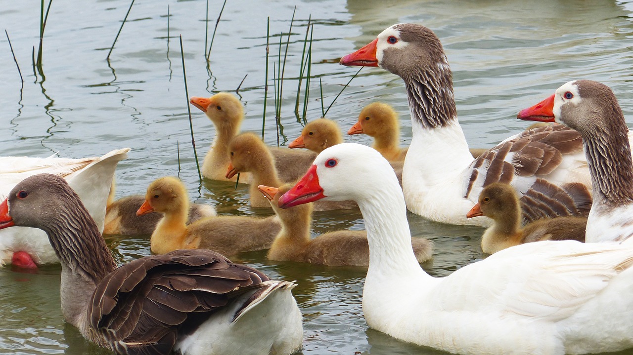 birds  ducklings  nature free photo