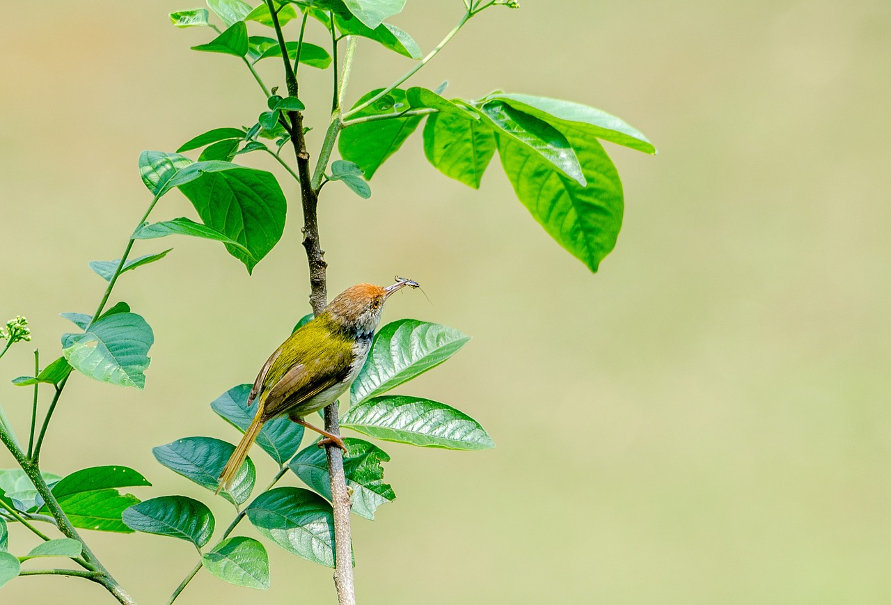 birds  vietnam  nature free photo