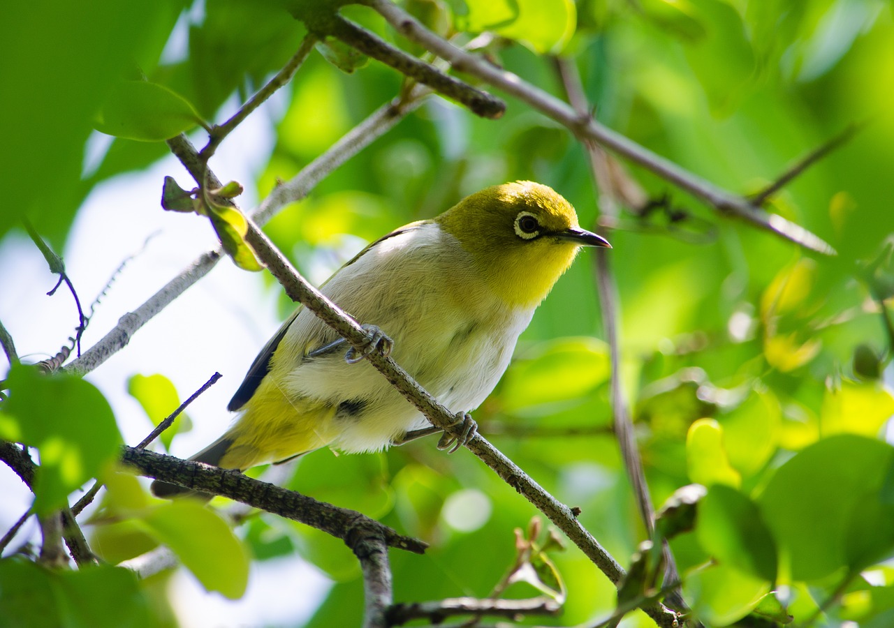 birds  vietnam  nature free photo