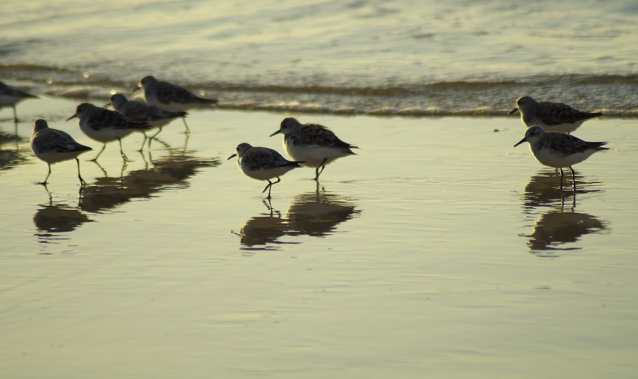 birds  beach  sandpiper free photo