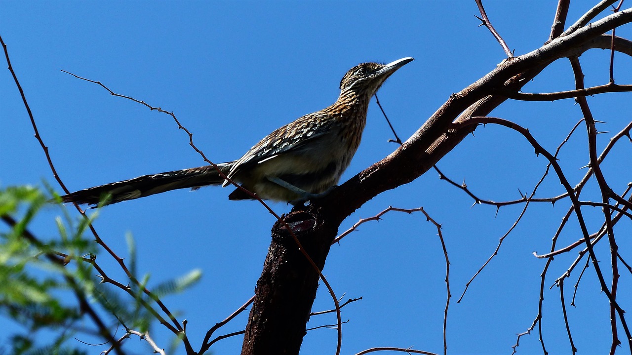 birds  branch  tree free photo