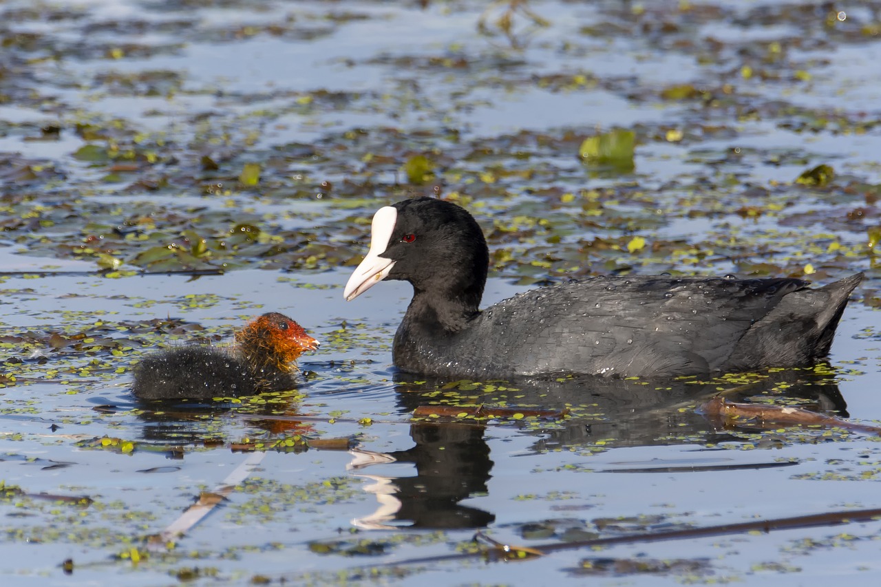 birds  eurasian coot  water free photo