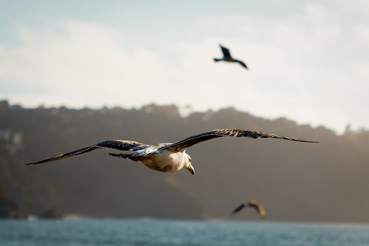 birds  ocean  seagull free photo