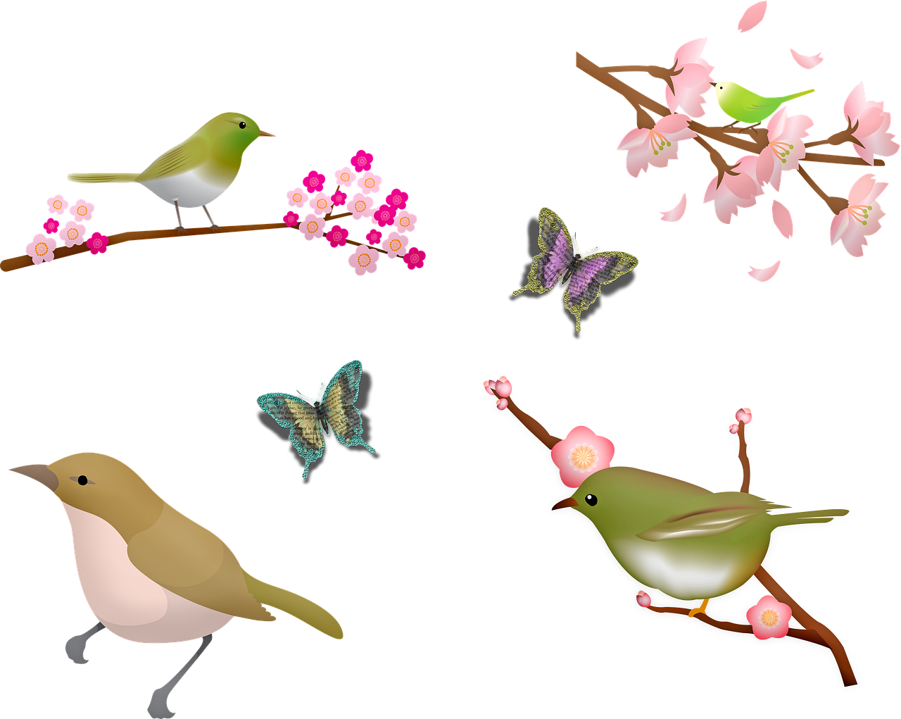 birds  sakura blossom  cherry blossom free photo