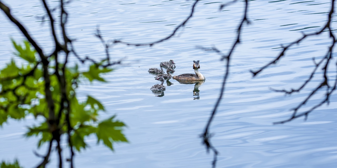 birds  nature  animal free photo