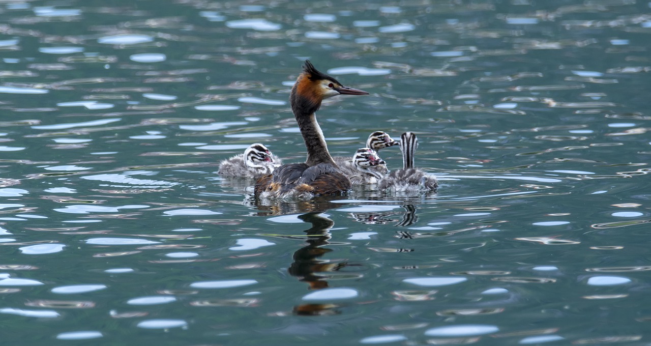 birds  nature  animal free photo