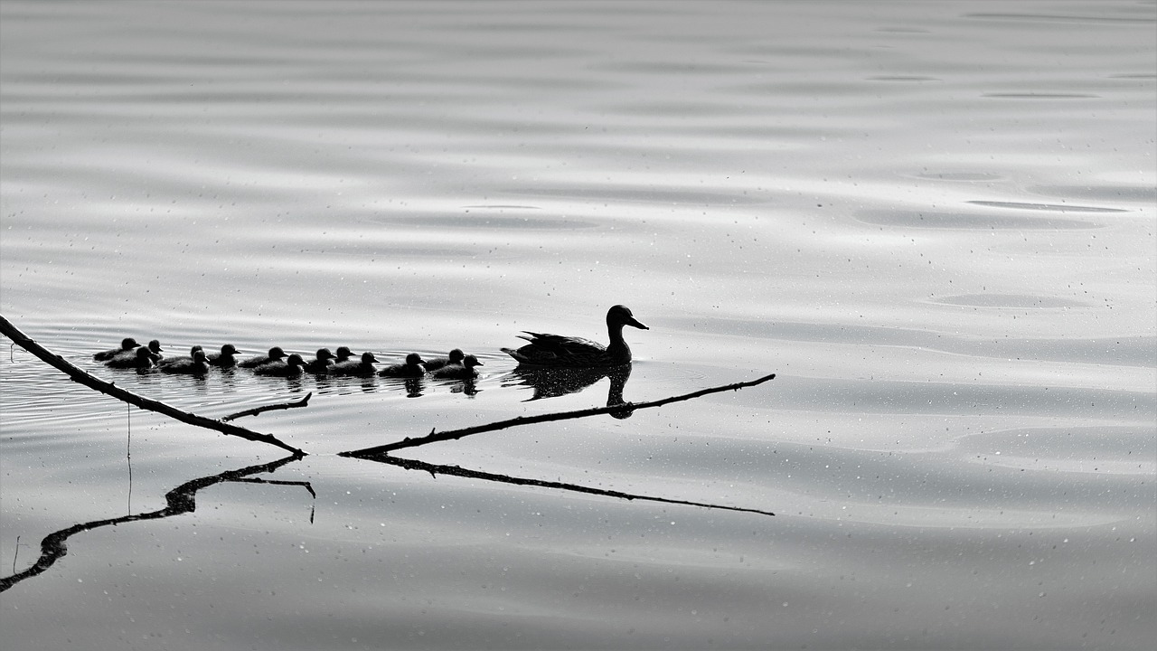 birds  nature  ducks free photo