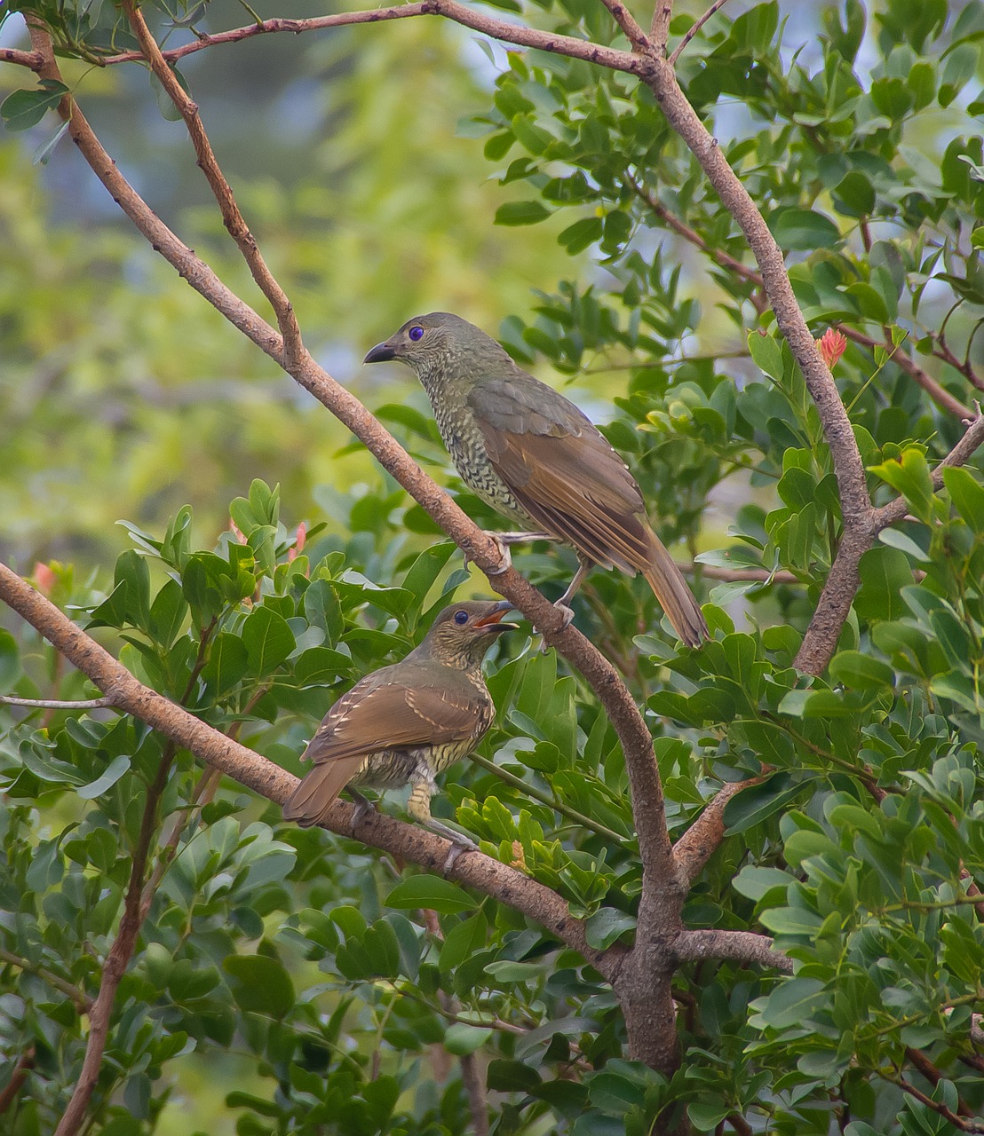 birds  satin bowerbirds  ptilonorhynchus violaceus free photo