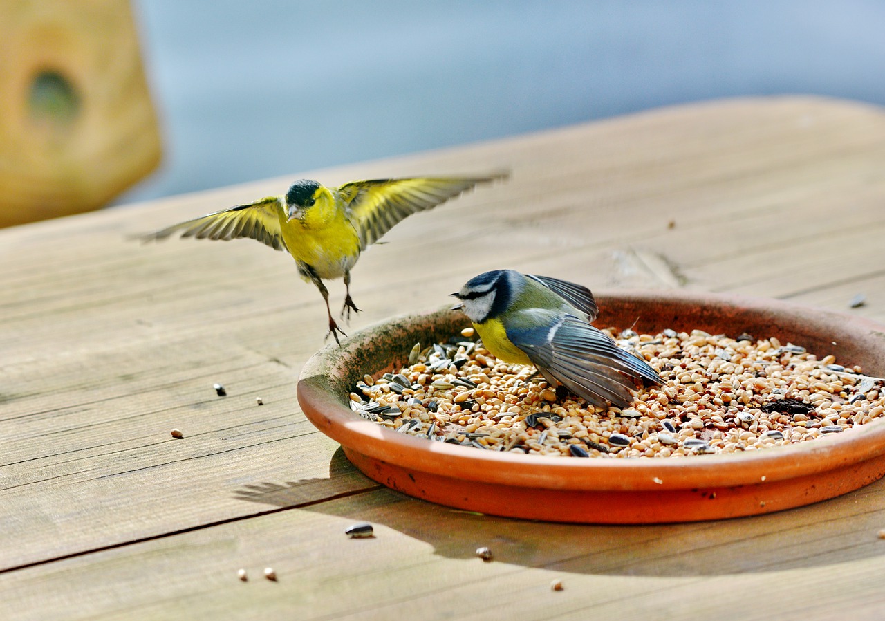 birds  bird food  seed free photo