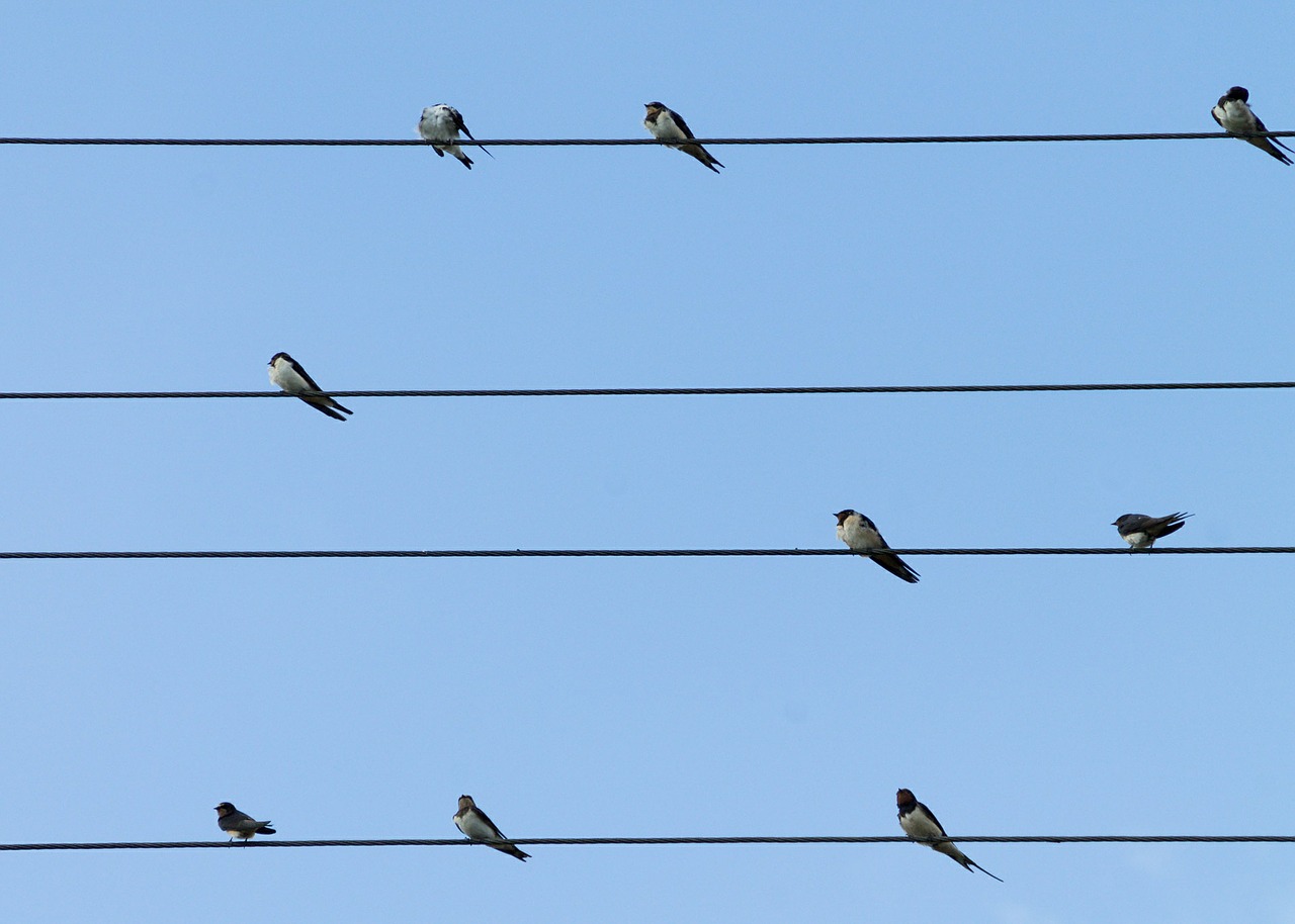 birds swallows lines free photo