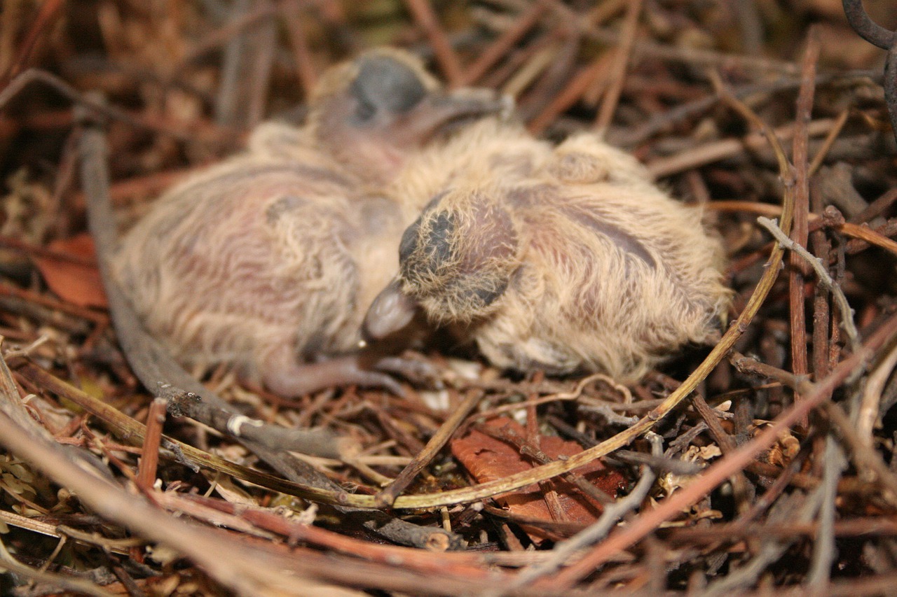birds  chick  newborn free photo