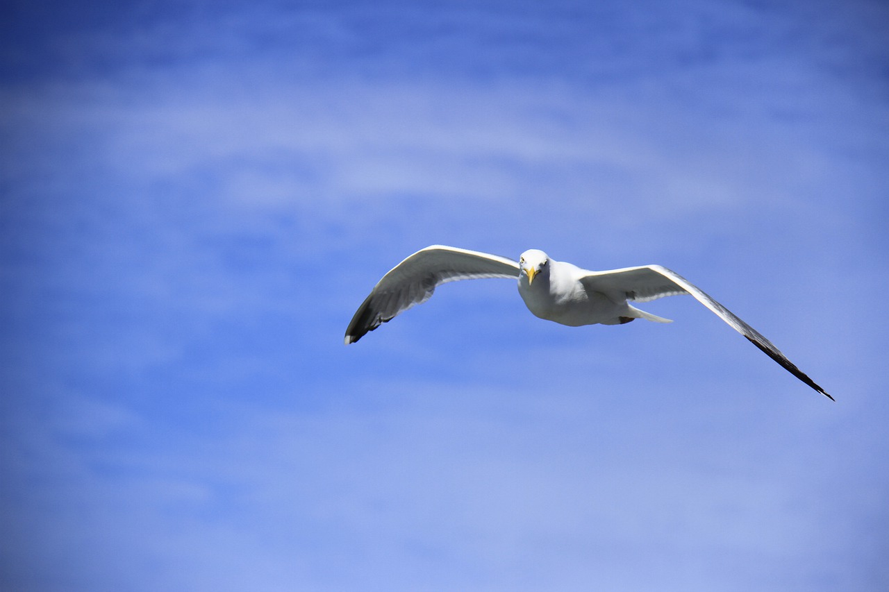 birds  flying  sky free photo