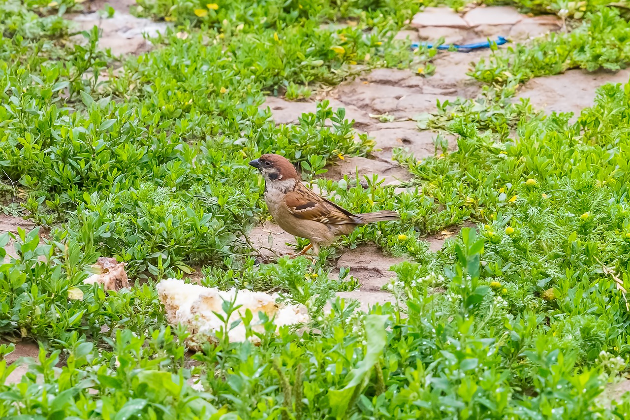 birds  sparrow  animals free photo