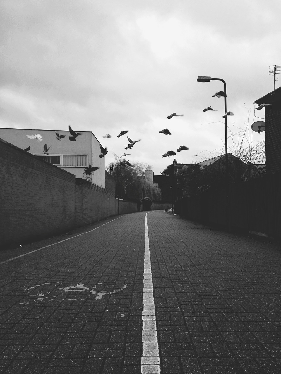 birds street urban free photo