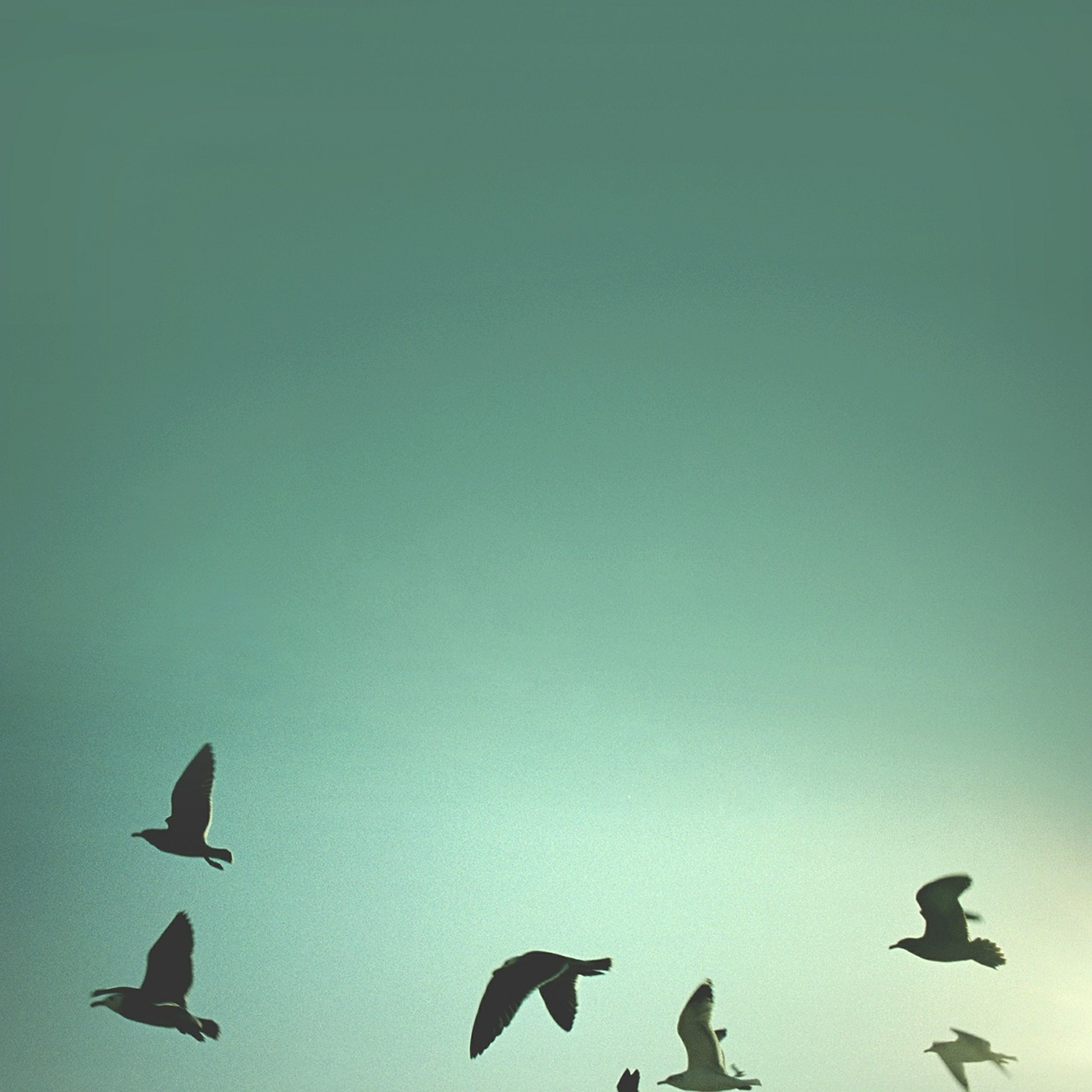 birds sky abstract free photo