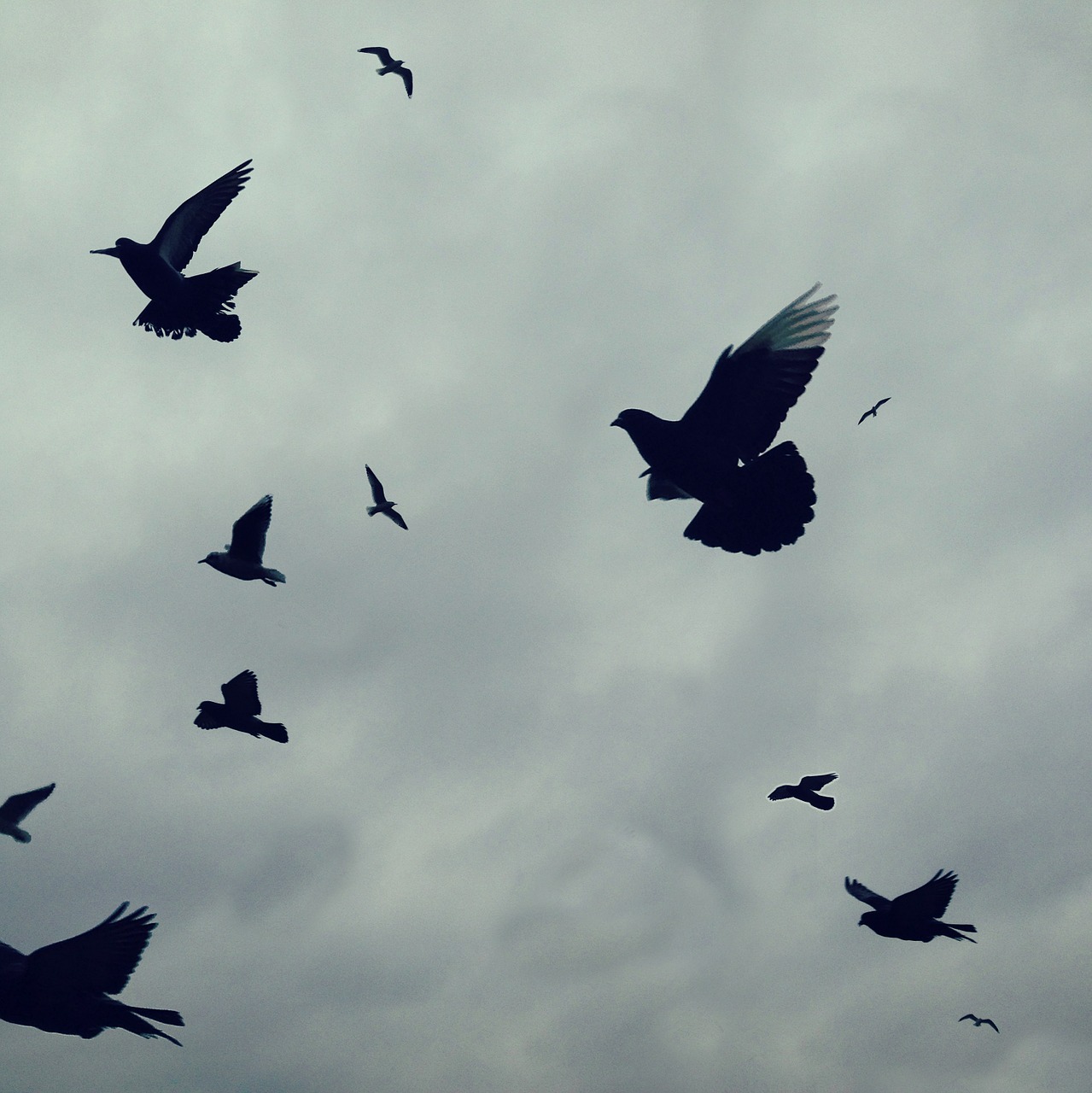 birds flight sky free photo