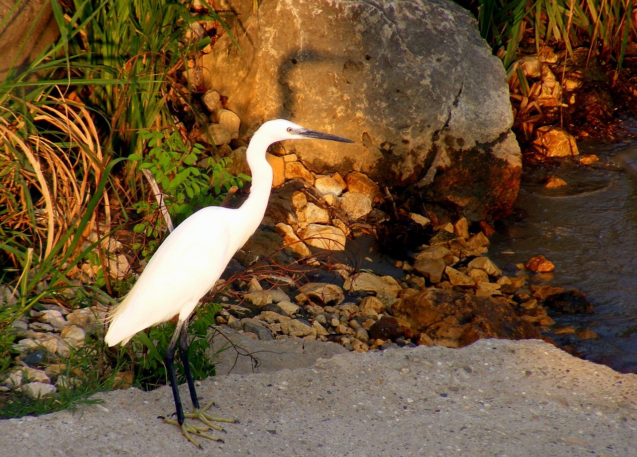 birds egret lake free photo