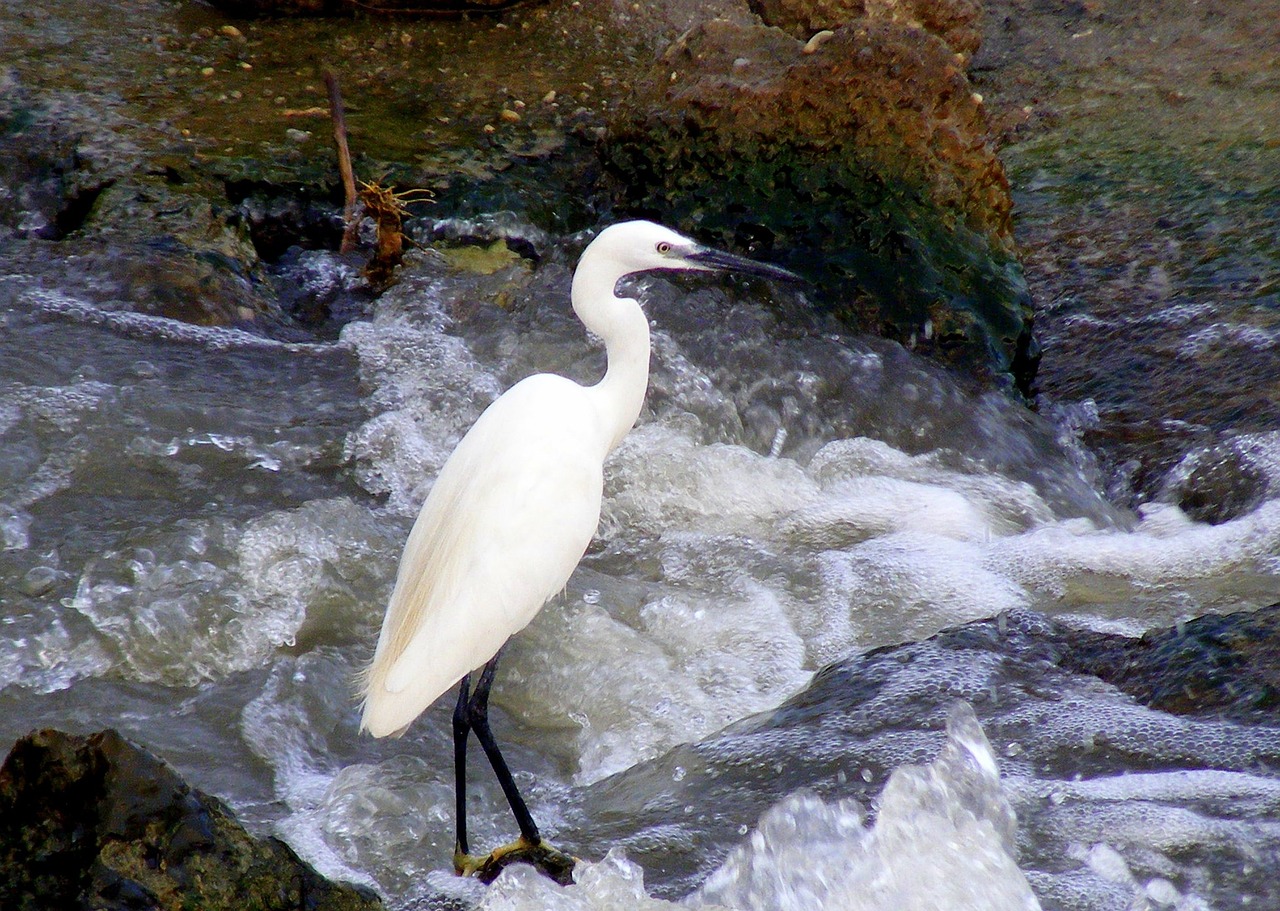 birds egret water free photo