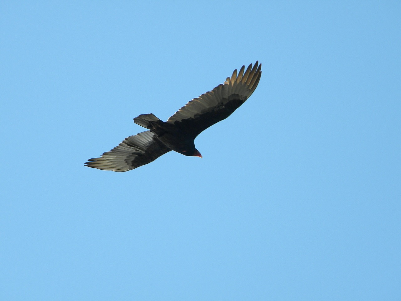 birds wings flight free photo