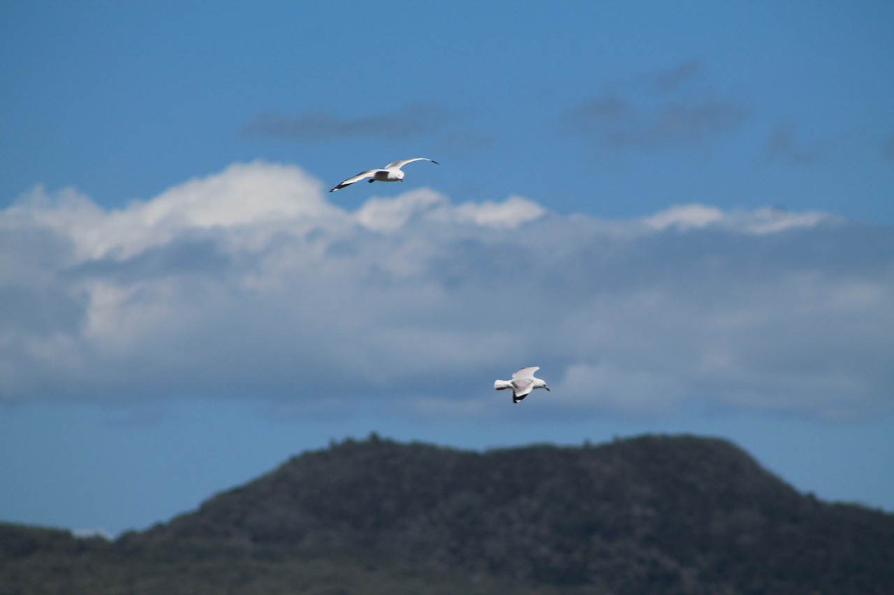 birds flying seagull free photo