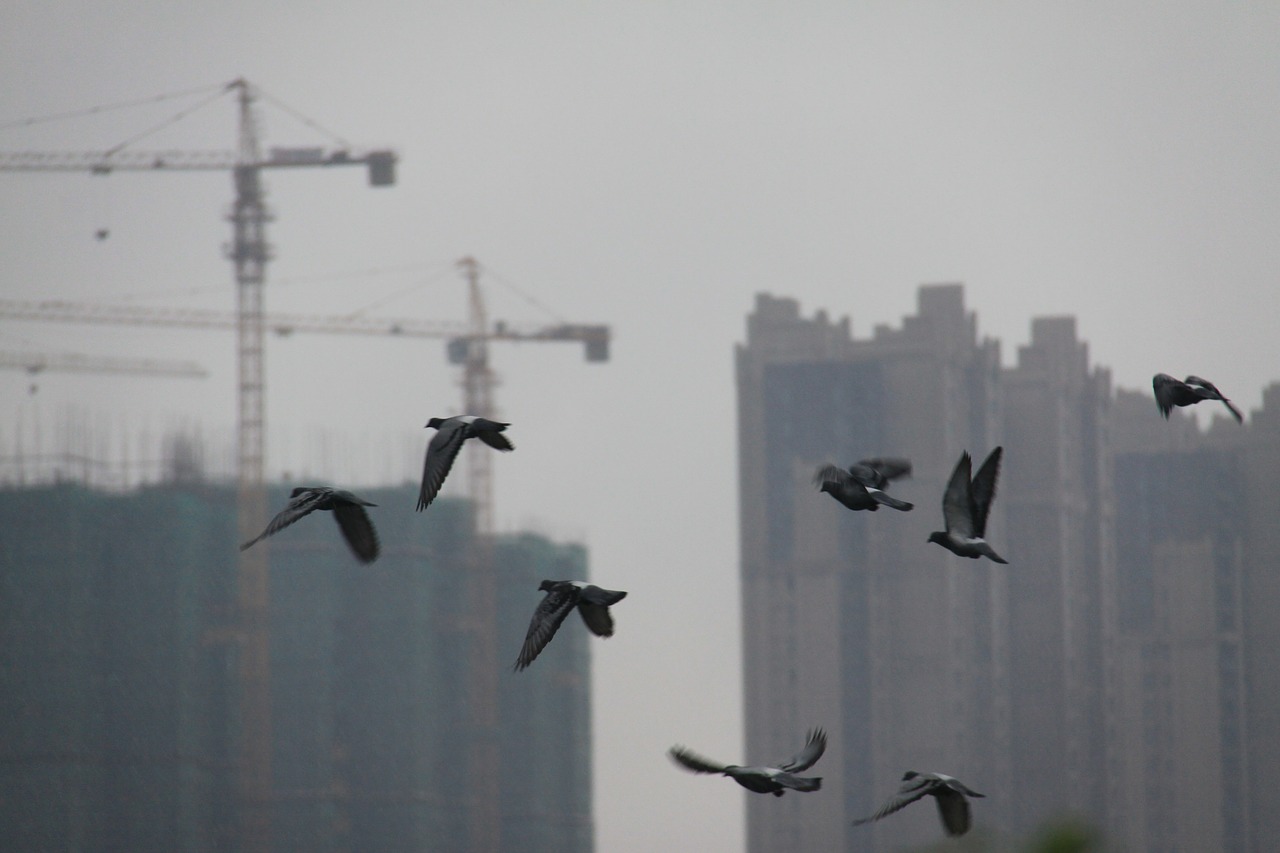 birds changsha tall buildings free photo