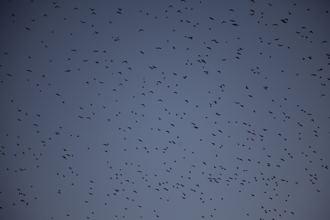 birds pigeon nature free photo