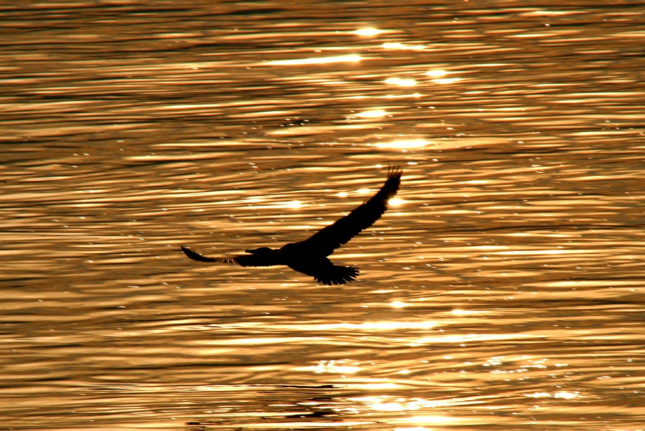 birds water egret free photo