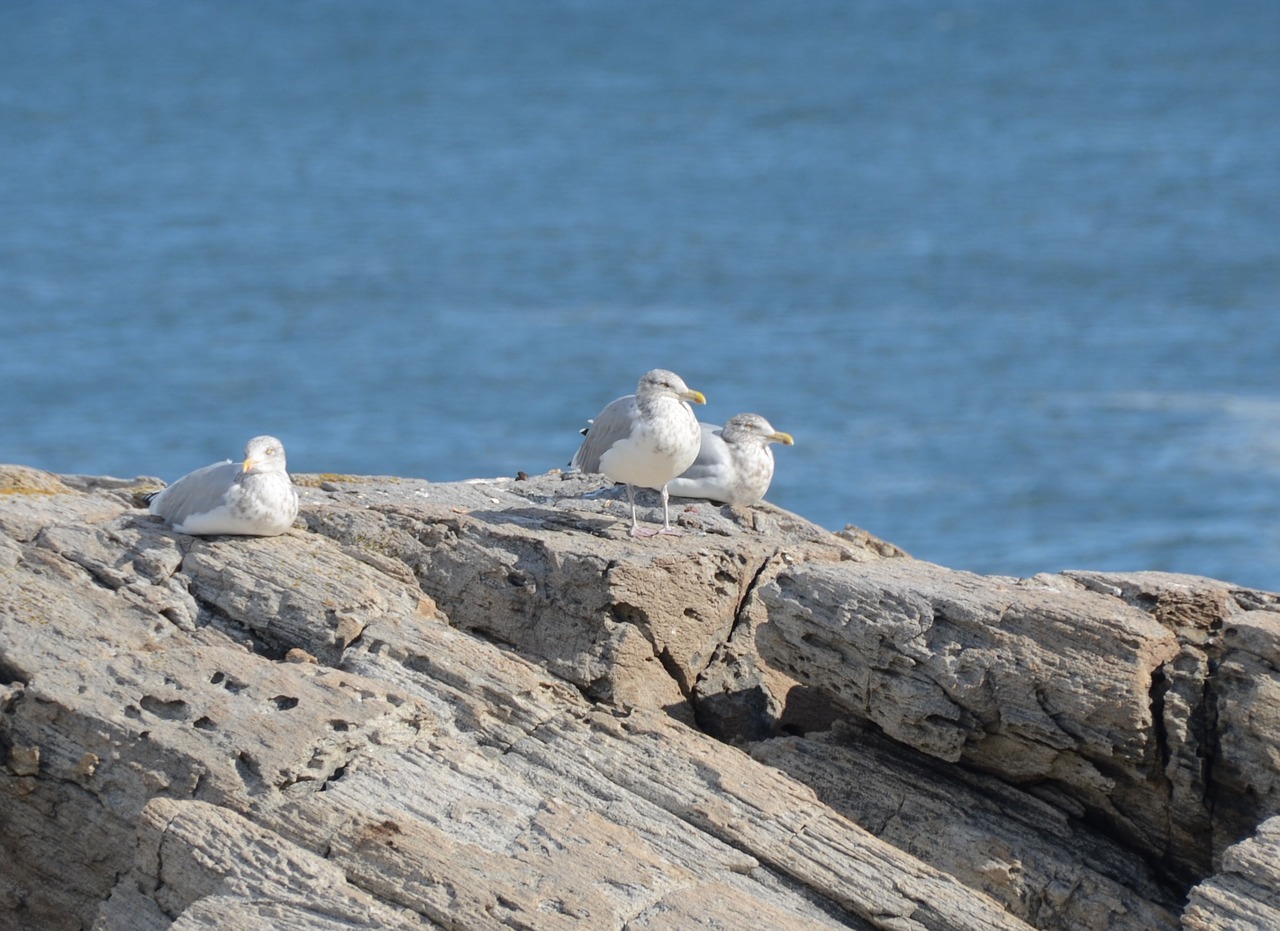 birds gulls ocean free photo
