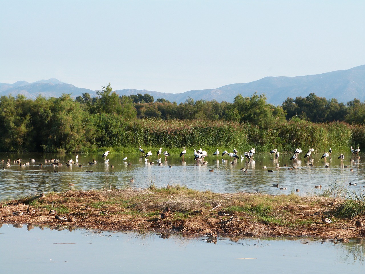 birds wetland empordà free photo