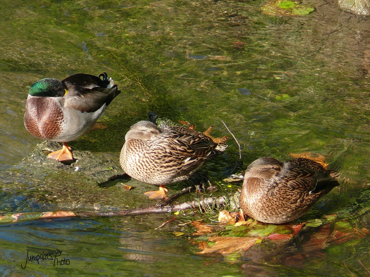 birds duck nature free photo