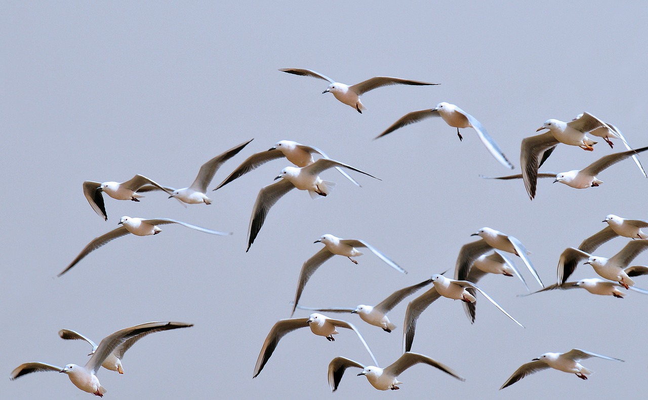 birds seagulls bird flight free photo